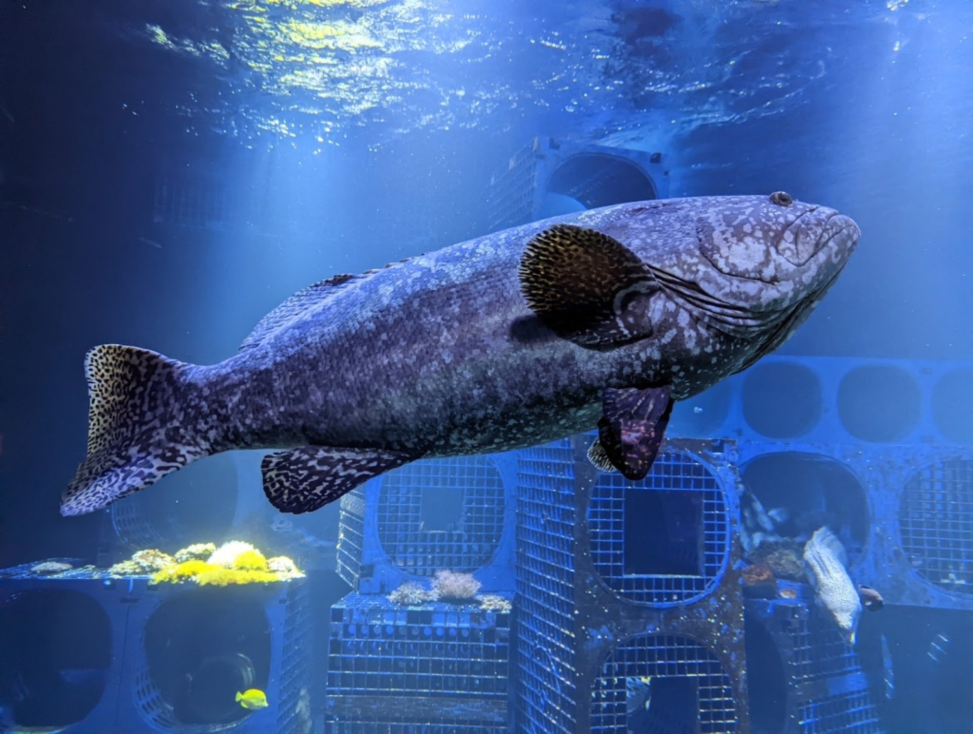 Nausica National Sea Centre Boulogne sur Mer Information Tickets 