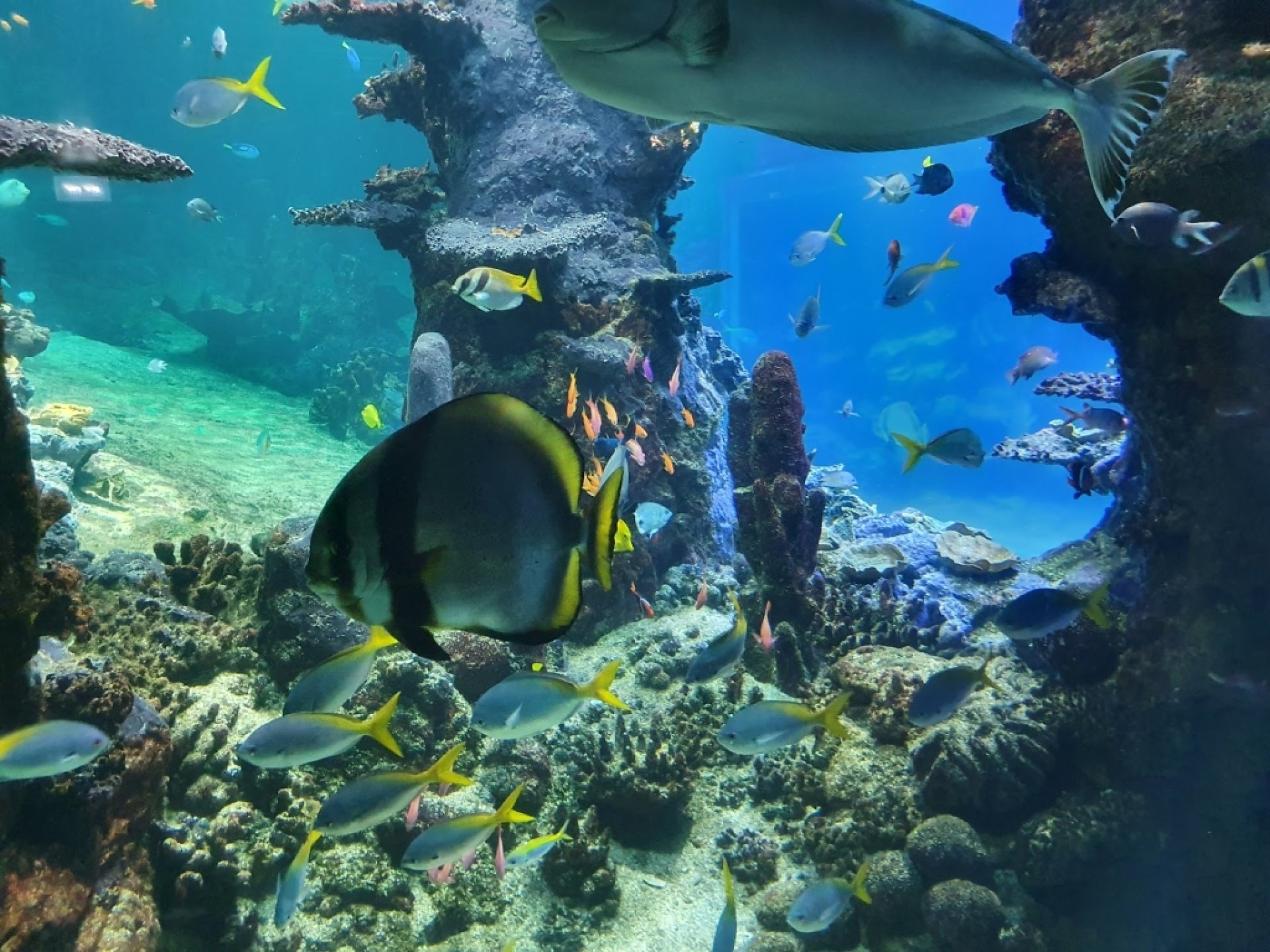Nausica National Sea Centre Boulogne sur Mer Information Tickets 