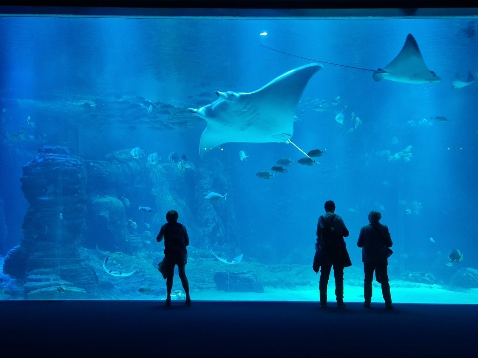 Nausica National Sea Centre Boulogne sur Mer Information Tickets 