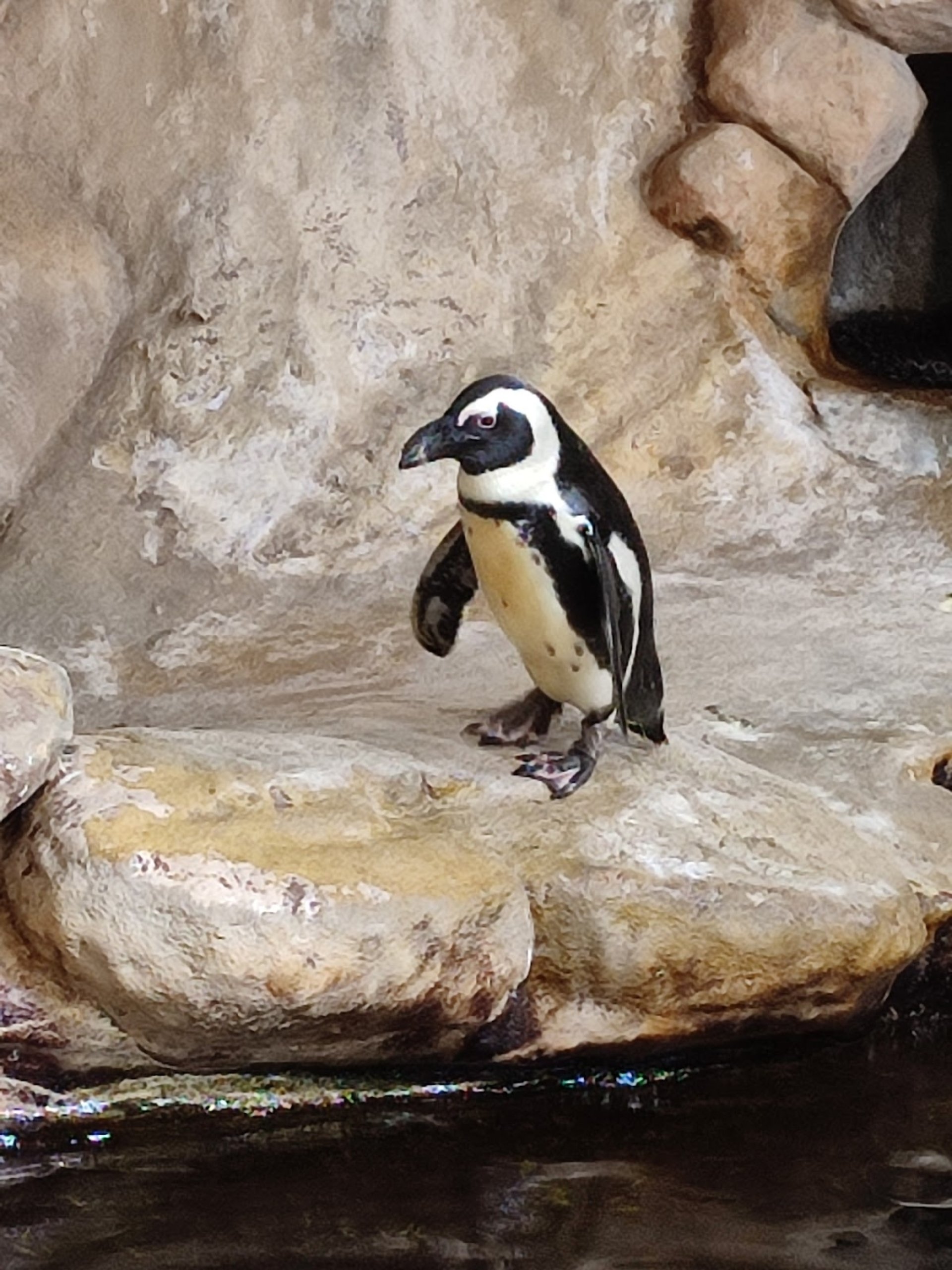 Nausica National Sea Centre Boulogne sur Mer Information Tickets 