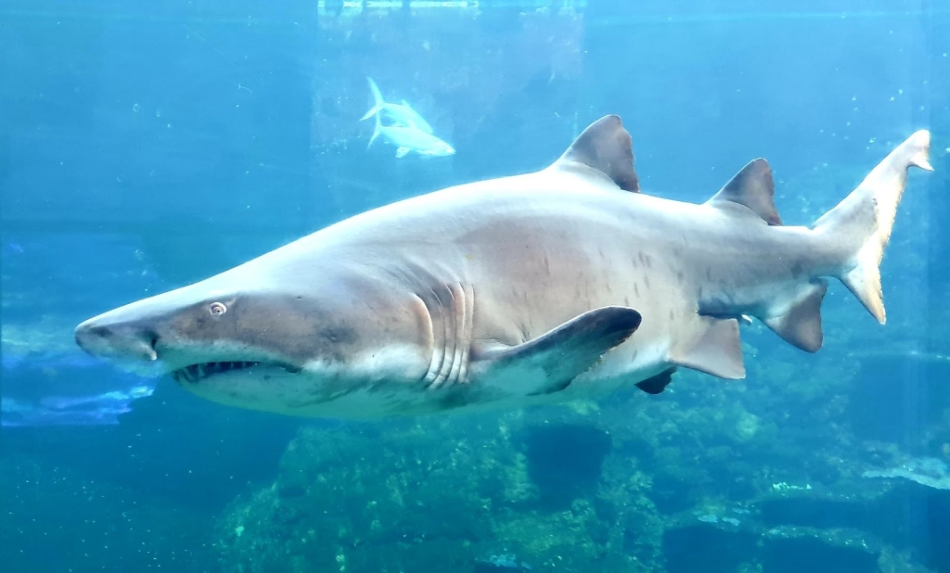 Nausica National Sea Centre Boulogne sur Mer Information Tickets 
