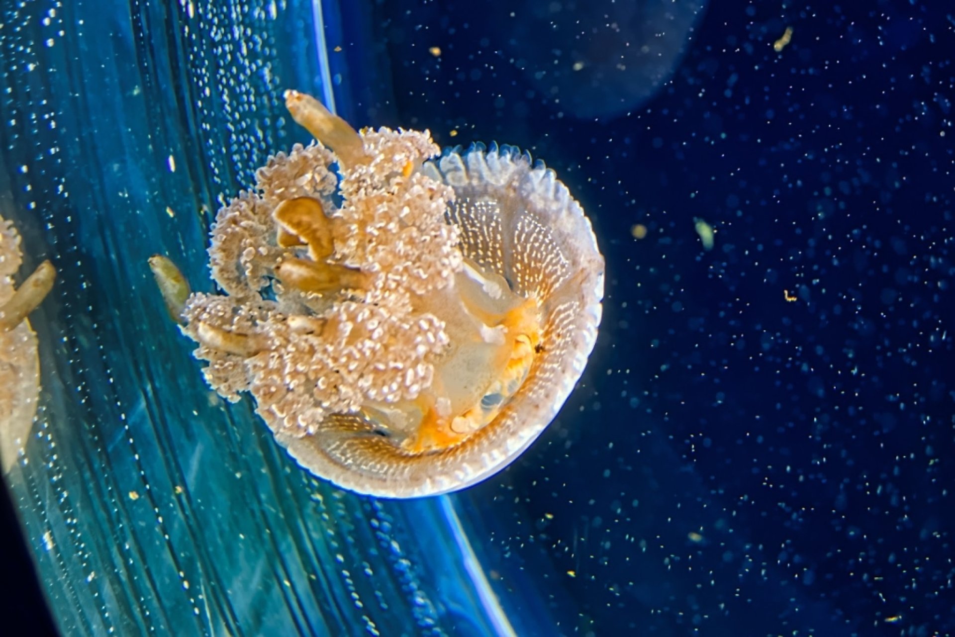 Nausica National Sea Centre Boulogne sur Mer Information Tickets 