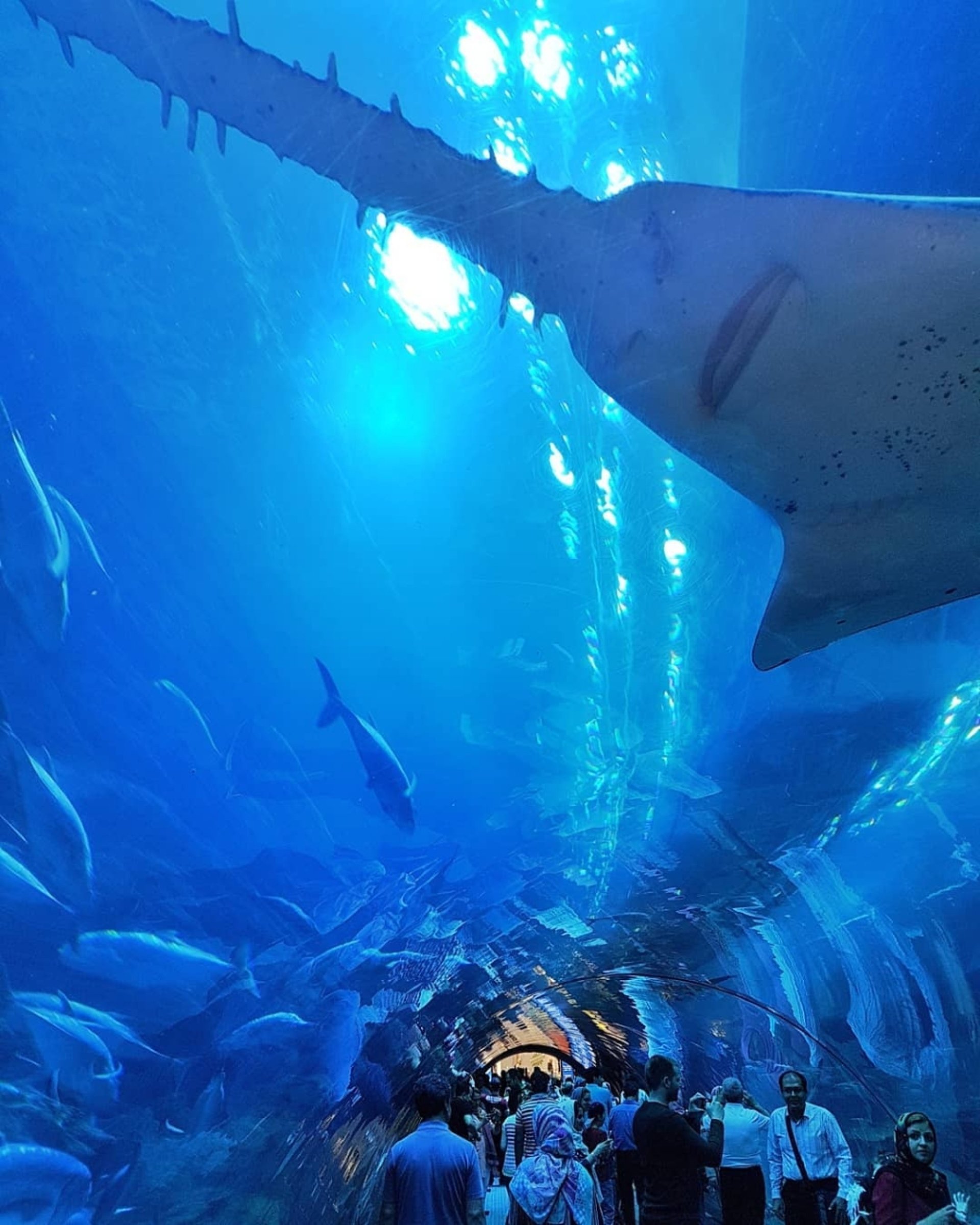 Dubai Aquarium Underwater Zoo Information Tickets And Reviews Dubai Aquarium Underwater Zoo Information Tickets And Reviews