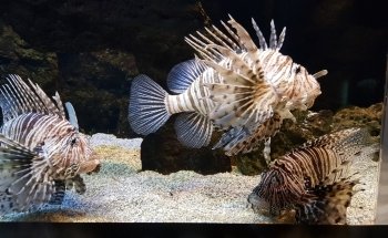 BIOPARC Acuario de Gijón