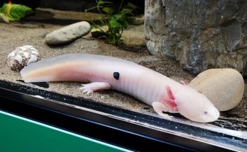 BIOPARC Acuario de Gijón
