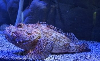 BIOPARC Acuario de Gijón