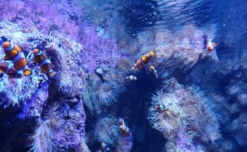 BIOPARC Acuario de Gijón