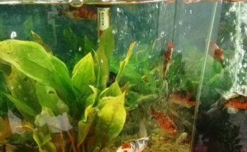 Acuario Las Güeras
