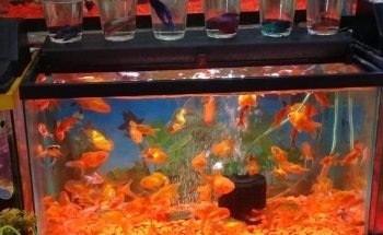 Acuario Las Güeras