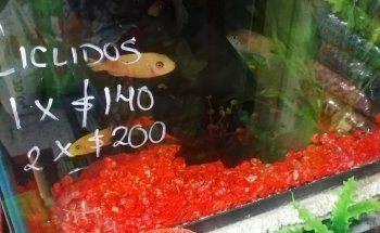 Acuario Las Güeras