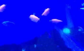 Petshop y Acuario Piscis