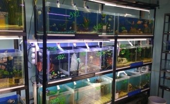 Petshop y Acuario Piscis
