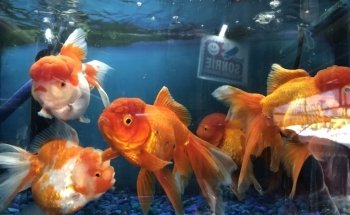 Acuario Ocean Reef