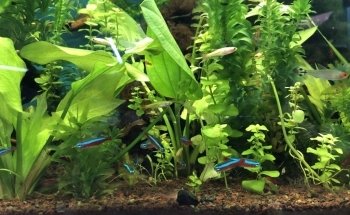 Acuario Ocean Reef