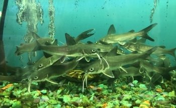 Acuario Ocean Reef