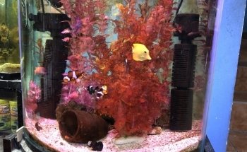 Acuario Ocean Reef