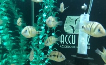 Accu-Pez
