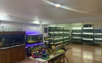 Accu-Pez
