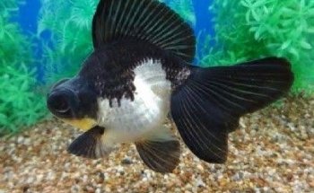 Acuario Vega's Pet shop - forjadores