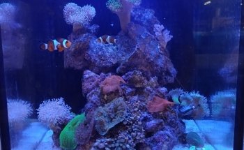Radley's Pet and Aquarium