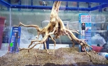 Aqua-Terra Pet Shop, Acuario & Accesorios de Mascotas