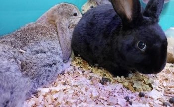 Aqua-Terra Pet Shop, Acuario & Accesorios de Mascotas