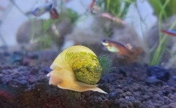 Aqua-Terra Pet Shop, Acuario & Accesorios de Mascotas