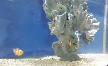 Patlán Fish & Aquariums