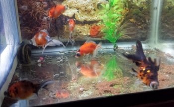 Patlán Peces & Acuarios