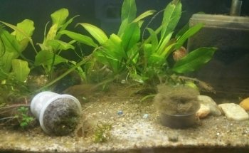 Patlán Peces & Acuarios