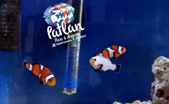 Patlán Peces & Acuarios