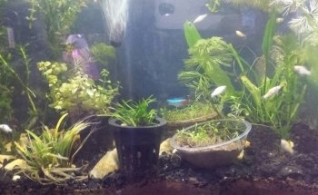 Patlán Peces & Acuarios