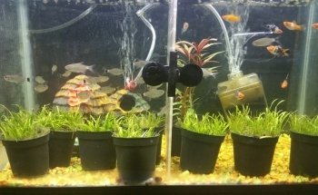 Patlán Peces & Acuarios
