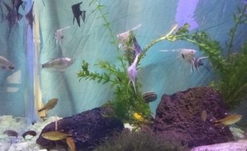 Patlán Peces & Acuarios