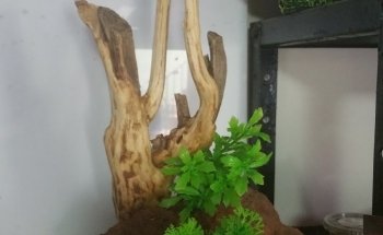 Patlán Peces & Acuarios