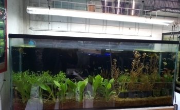 Acuario World Fish Store