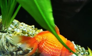 Acuario World Fish Store