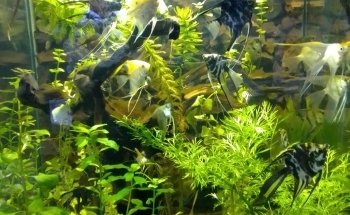 Acuario World Fish Store