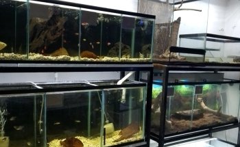 Acuario World Fish Store
