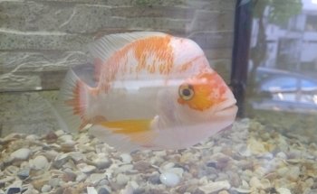 Acuario World Fish Store