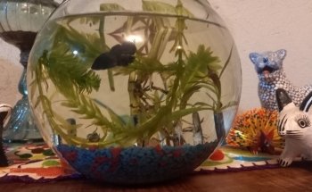 Acuario el Delfín de Cuernavaca