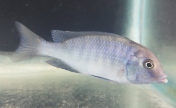 Blue World Aquarium