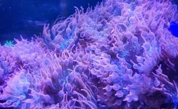 Blue World Aquarium