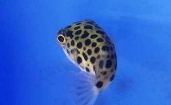 Blue World Aquarium