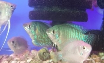Blue World Aquarium