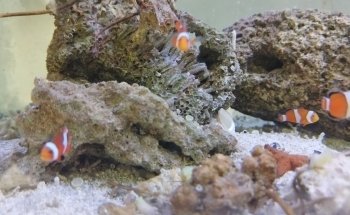Blue World Aquarium