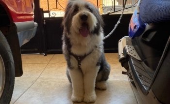 Clínica Veterinaria Consentidog