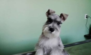 Clínica Veterinaria Consentidog