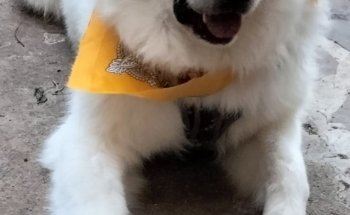 Clínica Veterinaria Consentidog