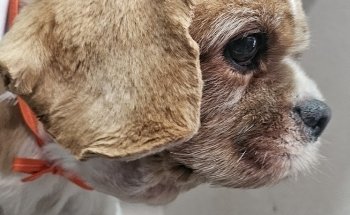 PET HOUSE Acuario, Grooming Y Accesorios